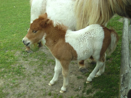 Tiny pony