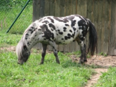 Spotted pony